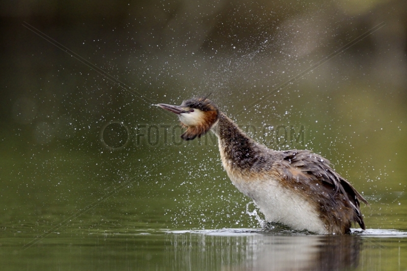 Great Crested Grebe snorting on water - Luxembourg