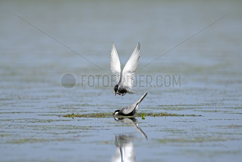 Whiskered Tern couple - Danube Delta Romania