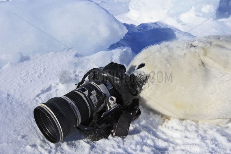 Whitecoat and camera on the ice Quebec Canada