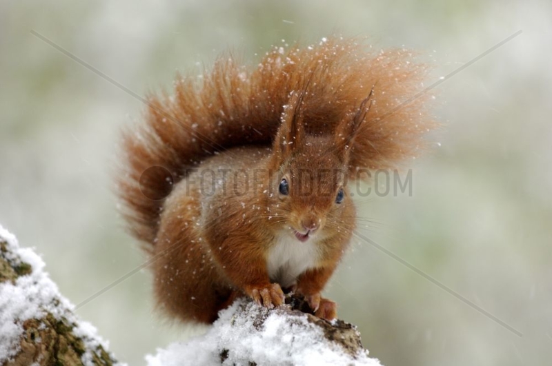 Roux-Eichhörnchen isst unter dem Schnee-Französische Schnee