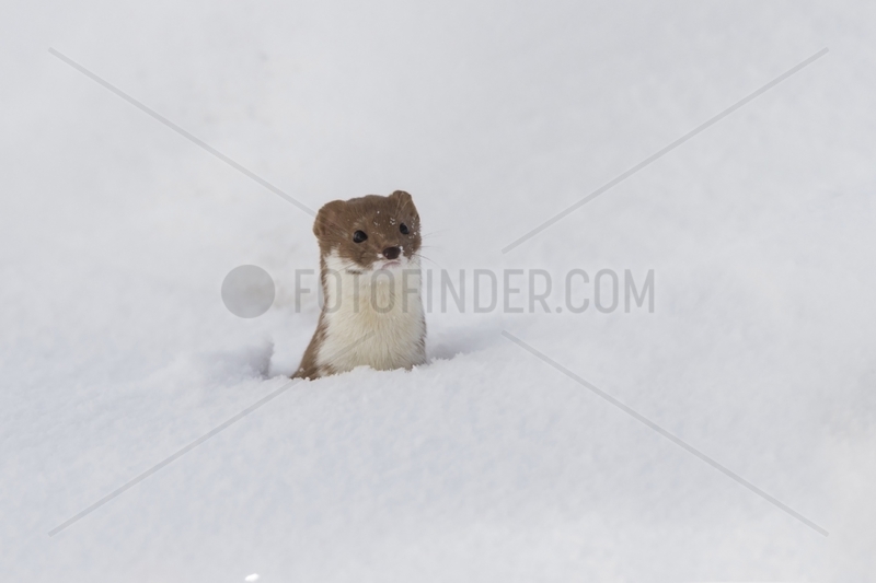 Least weasel in the snow - Rhodopes mountains - Bulgaria