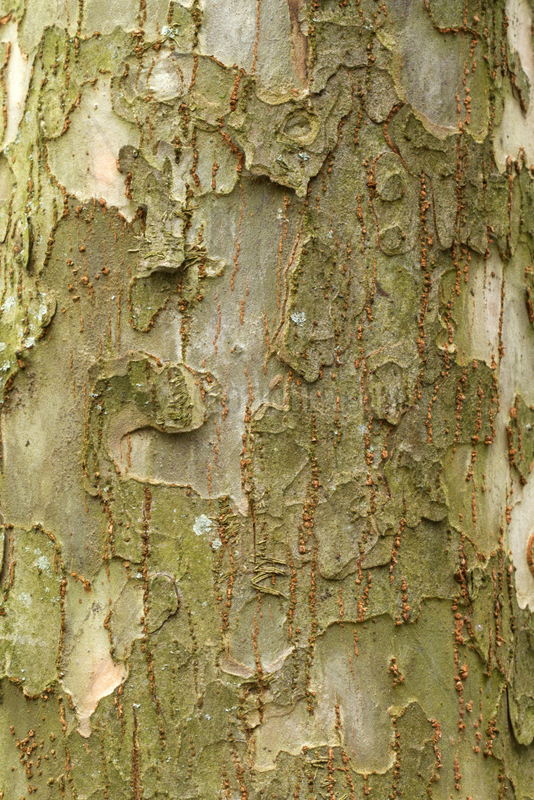 Hebei elm (Ulmus lamellosa)