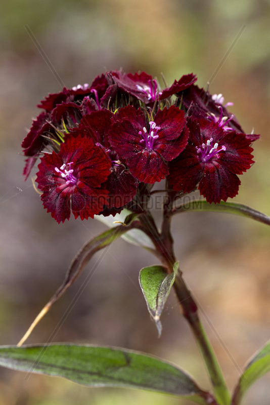 Sweet William (Dianthus barbatus) ?Sooty?
