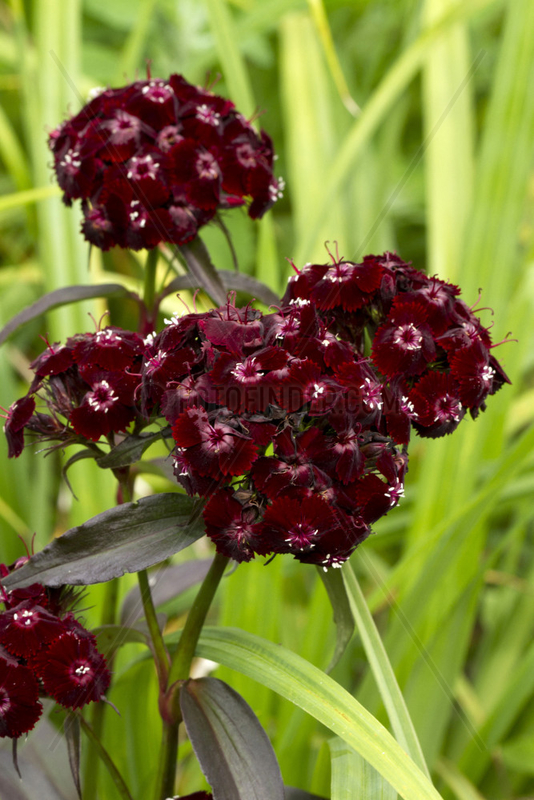 Sweet William (Dianthus barbatus) ?Sooty?