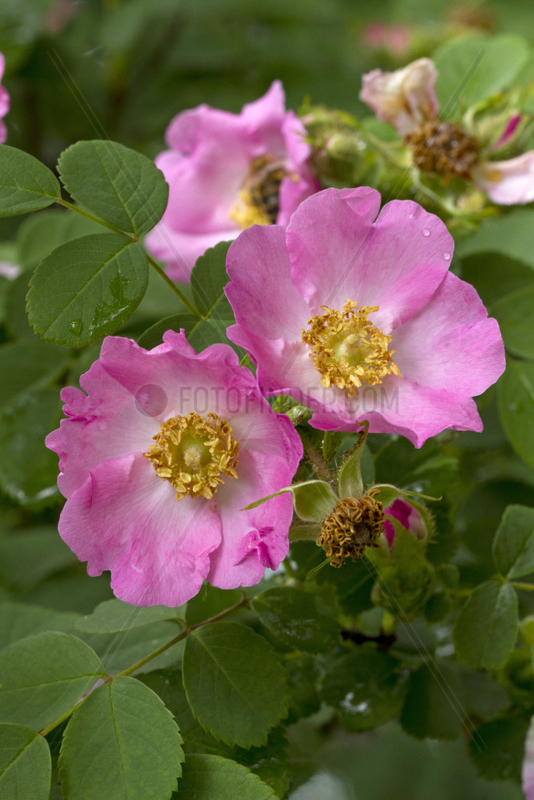Wild rose (Rosa multibracteata)