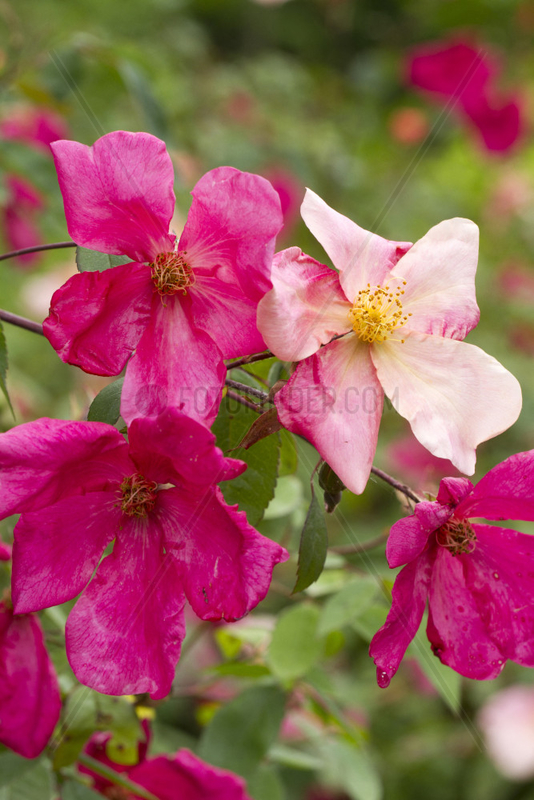 China rose (Rosa chinensis) 'Mutabilis'