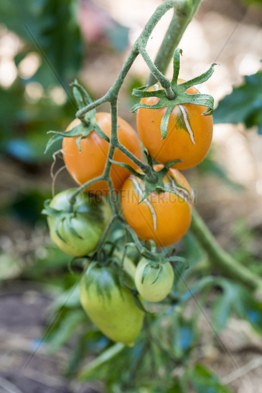 Star gold F1 tomatoes in a kitchen garden,  summer,  Moselle,  France