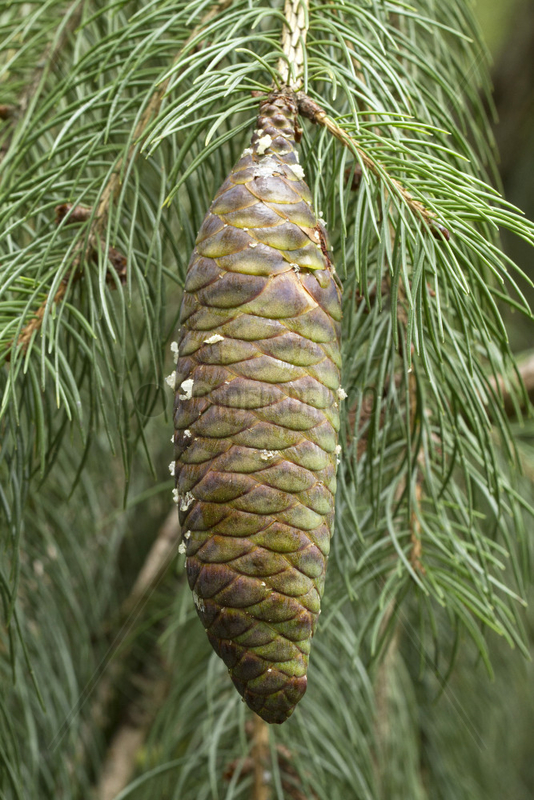 Himalayan spruce (Picea smithiana)