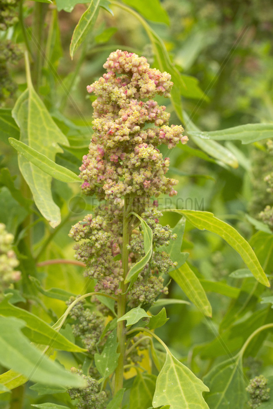 Quinoa (Chenopodium quinoa)