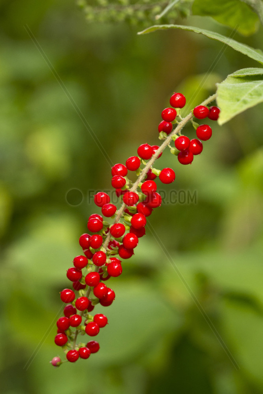 Blood berry (Rivina humilis)