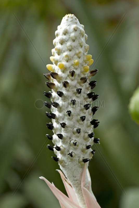 Aechmea (Aechmea bromeliifolia)