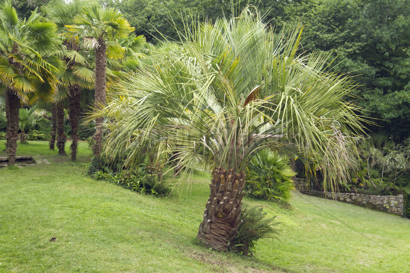 Jelly palm (Butia odorata)
