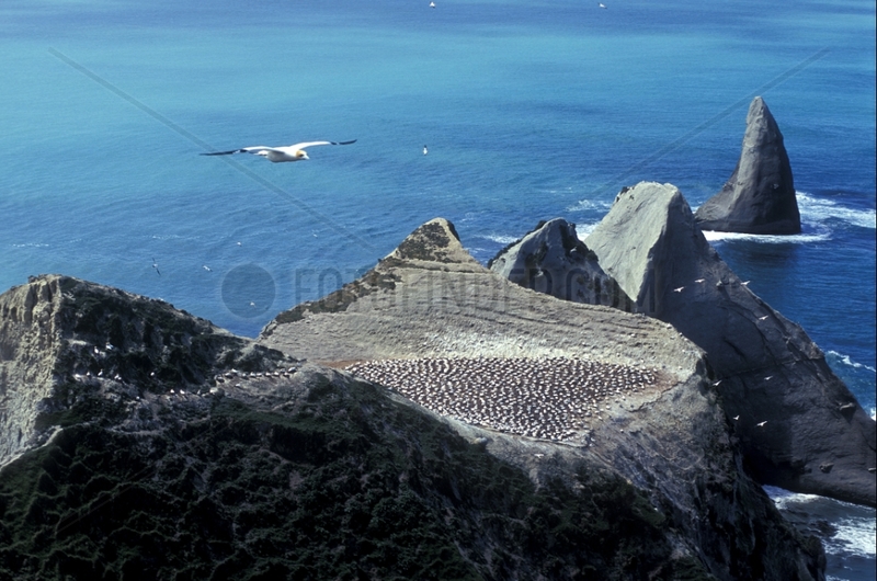 Colony of Australasian Gannets Cape Kidnappers New Zealand