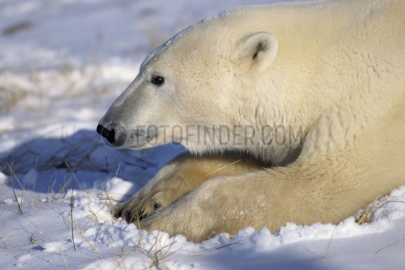 Polar bear lying in snow Canada
