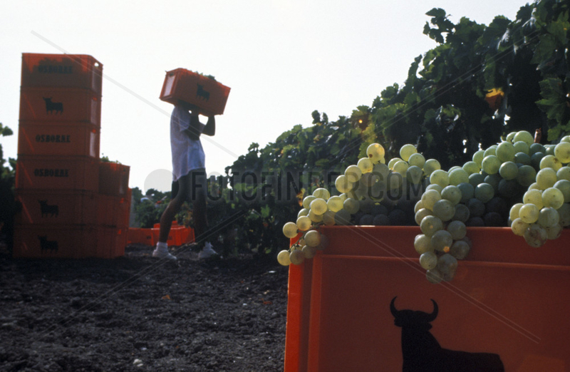 Harvesting grapes for Osborne sherry