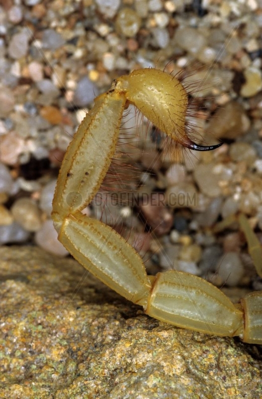 Skorpion Arizona USA Schwanz und Dart