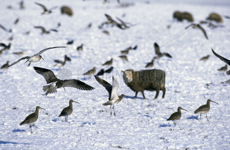 Texel,  wintertime,  curlews with sheep