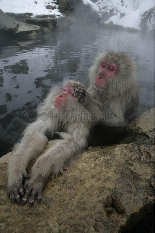 Japanese Macaque in a warm spring Japan