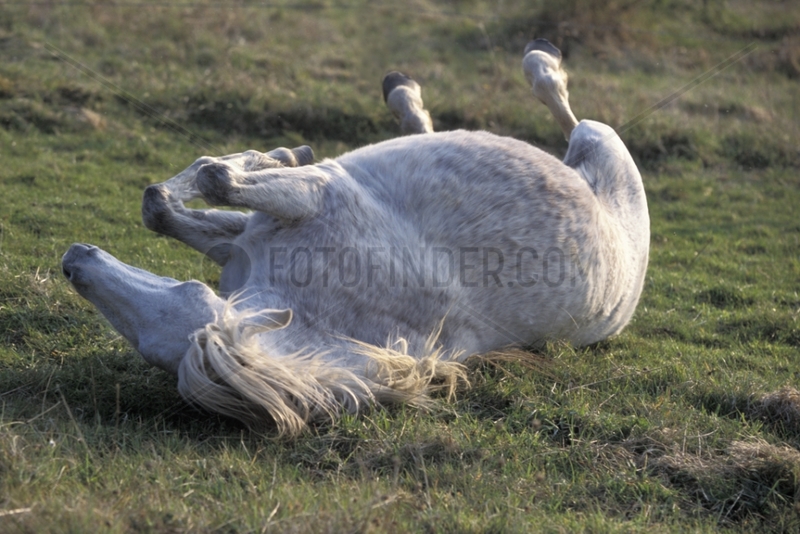 Welsh Pony rollt in Brenne Frankreich auf dem Boden