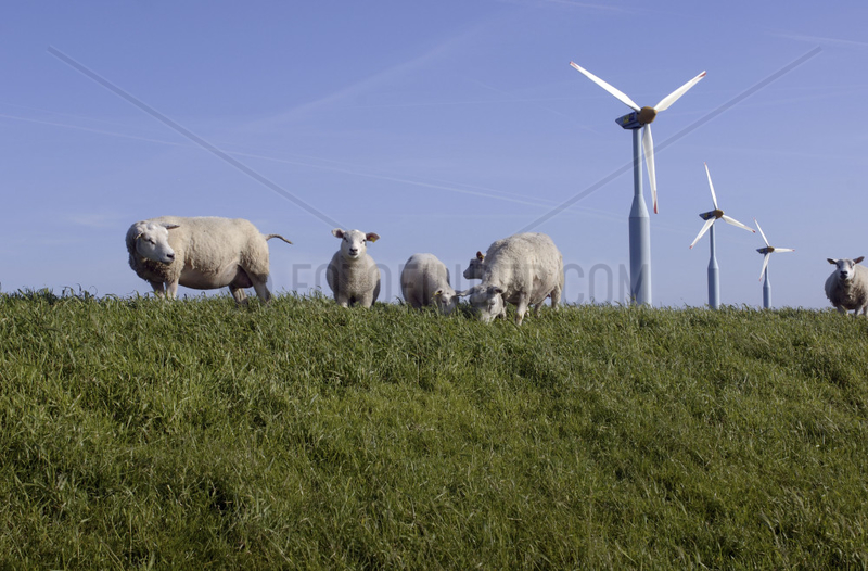 Texel,  Oudeschild,  sheep graze on the dike,  wind energy collected by windmill park