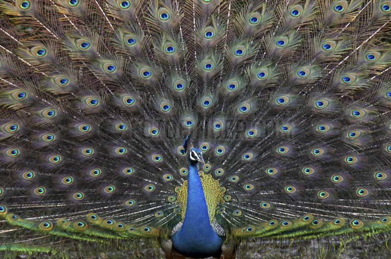 Wilpattu National Park,  Asian peacock with open tail feathers