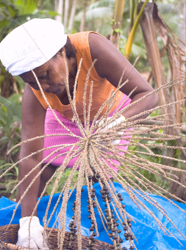 Black woman threshing a__a__ fruit,  Amazon rainforest,  Brazil. Sustainable work.