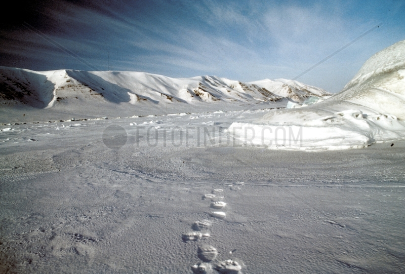 Fresh traces of Polar bear on the ice-barrier Spitzberg
