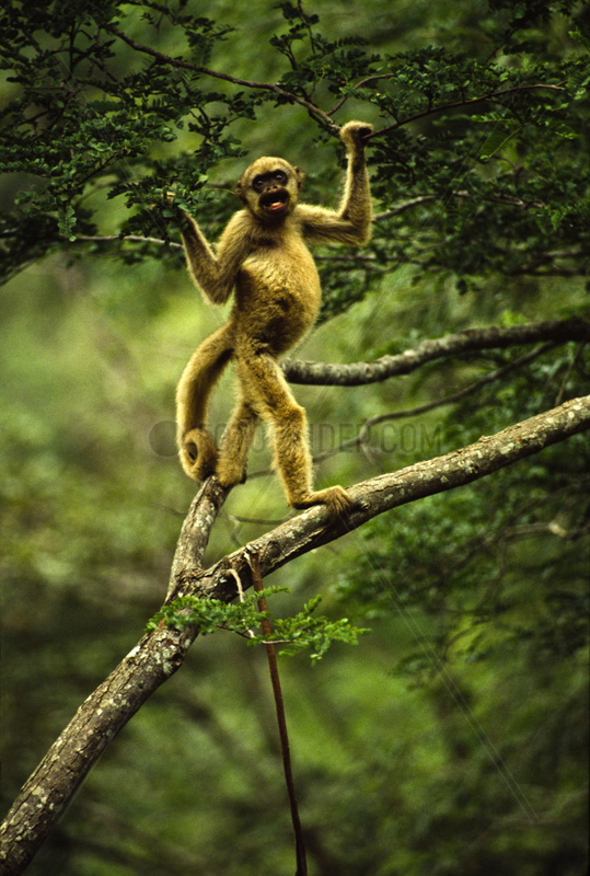 Wooly spider monkey,  Muriqui or mono-carvoeiro ( Brachyteles hypoxanthus ),  Atlantic rainforest,  Brazil.