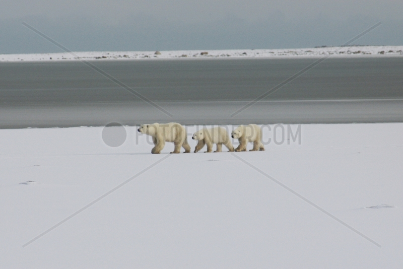 Family of Polar bear walking on the ice-barrier