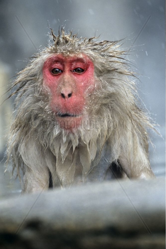 Japanese macaque in warm spring Honshu Japon