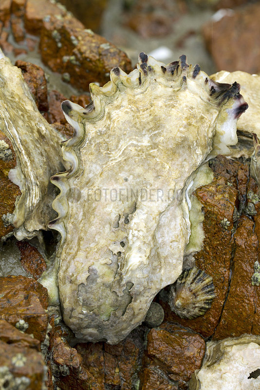 Pacific oyster (Magallana gigas Syn. : Crassostrea gigas) escaped from oysters farms,  Lezardrieux,  Cotes-d'Armor,  France.
