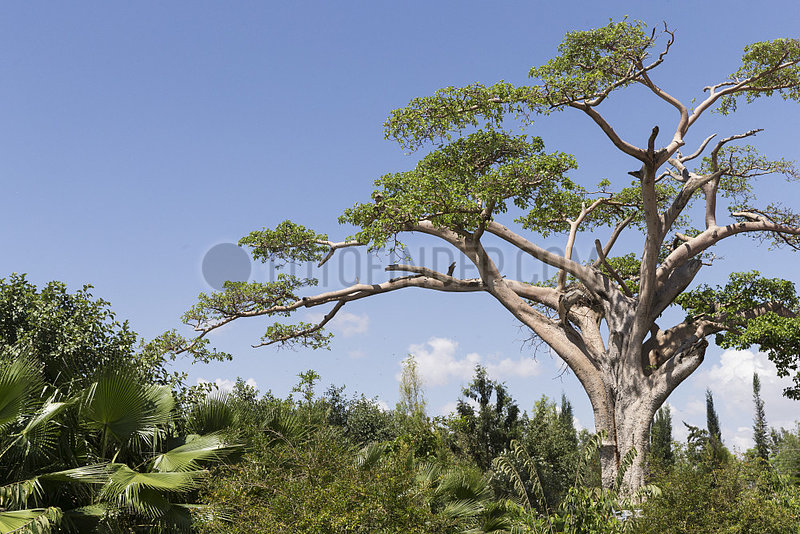 Baobab (Adansonia digitata) in the Haile Resort,  Ziway lake,  Rift Valley,  Ethiopia