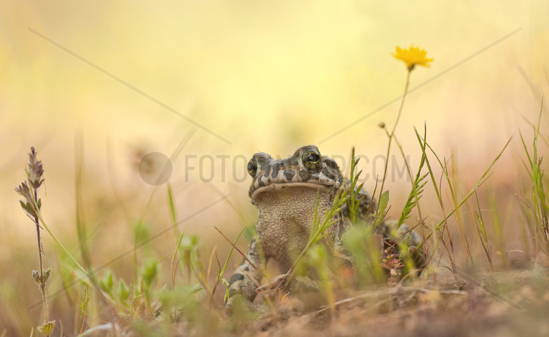 Green toad (Bufo viridis),  Greece