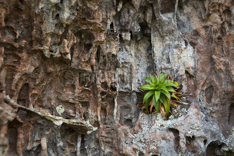 Bromeliaceae (Navia acaulis) endemic in Colombia in the place called Ciudad de Piedra,  San Jose del Guaviare,  Colombia