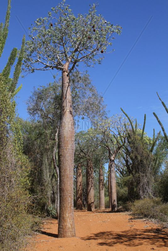 Young Baobab (Adansonia) rubrostipa,  Ifaty,  Province of Tulear,  Madagascar