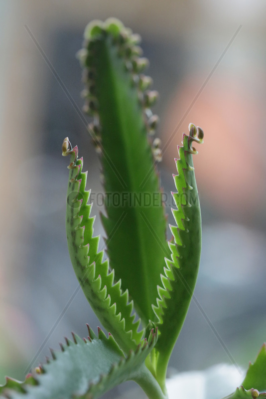 Mother of Thousands (Bryophyllum daigremontianum)
