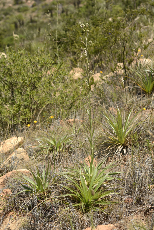Chupalla (Eryngium paniculatum),  Cerro Mauco,  Quintero,  V Region of Valparaiso,  Chile