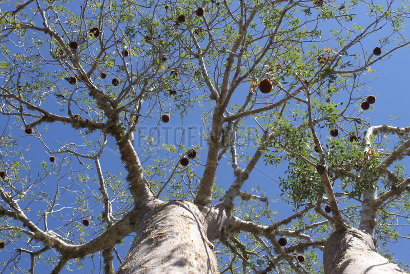 Two Baobab (Adansonia rubrostipa),  Ifaty,  Province of Tulear,  Madagascar