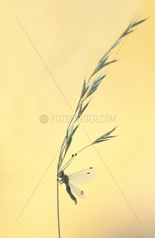 Owlfly (Deleproctophylla dusmeti) on grass