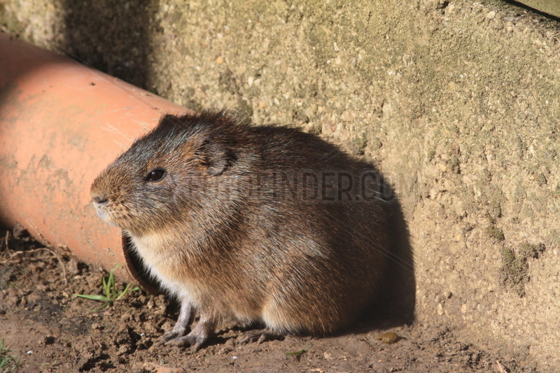 Greater guinea pig (Cavia magna)