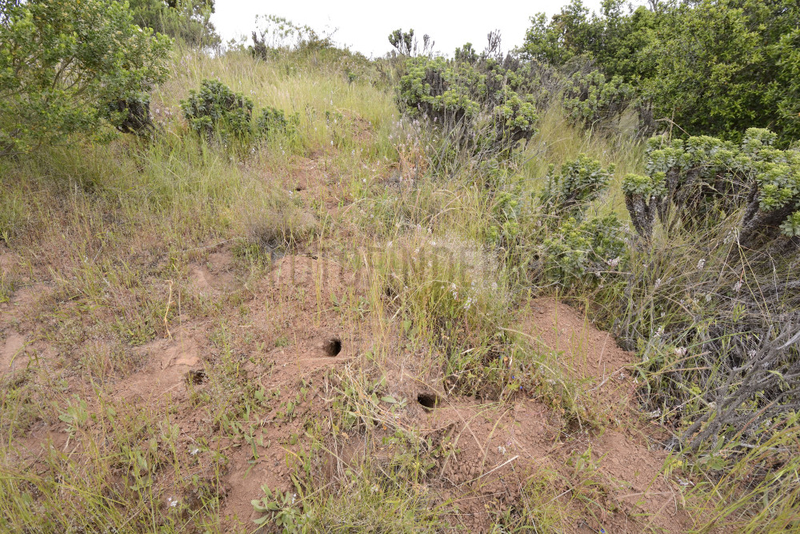 Degu (Octodon degus) burrows,  Cerro Mauco,  Quintero,  V Valparaiso Region,  Chile