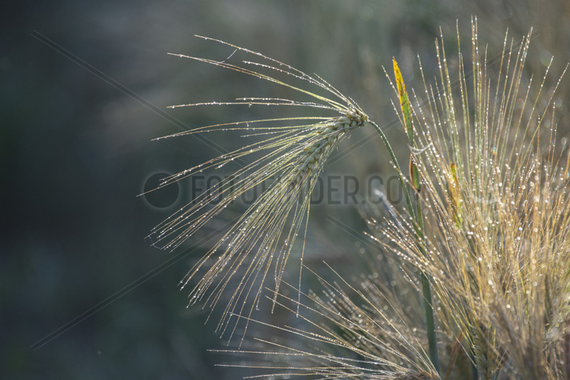 Bearded Wheat (Triticum sp),  dewy covered ears,  Lorraine,  France