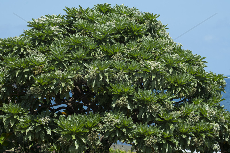 Velvetleaf Soldierbush (Heliotropium foertherianum),  Reunion Island