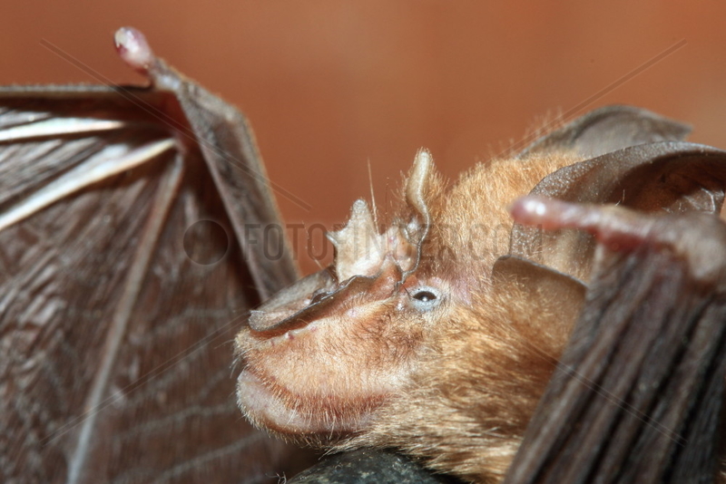 Lander s horseshoe bat (Rhinolophus landeri),  Gabon