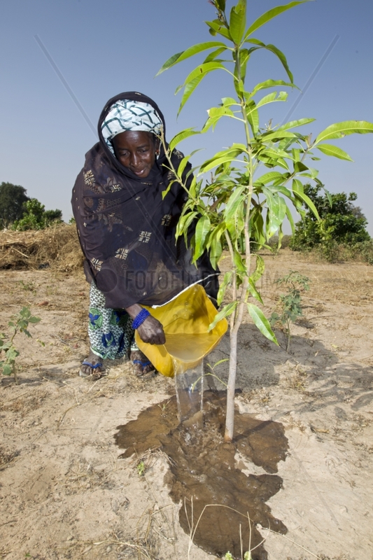 Woman watering a tree Senegal