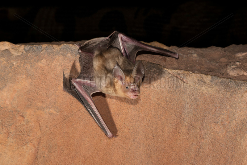 Trident leaf-nosed bat (Asellia tridens),  Morocco