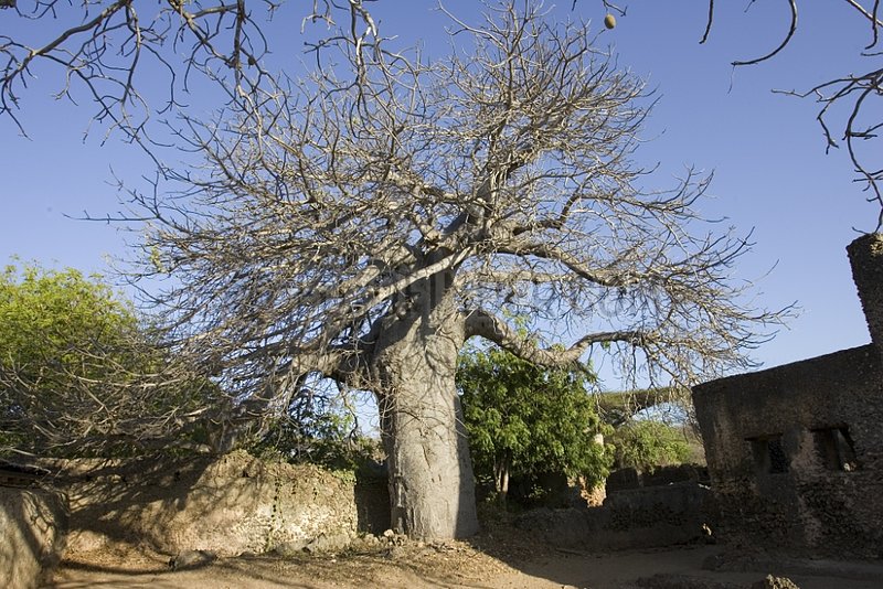 Baobab growing inside ruins of a mosque Kenya