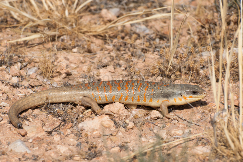Algerian Skink (Eumeces algeriensis) in stone desert,  Morocco