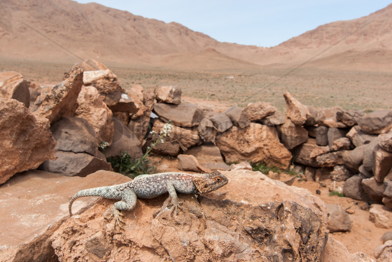Bibron s Agama (Agama impalearis) in desert,  Morocco