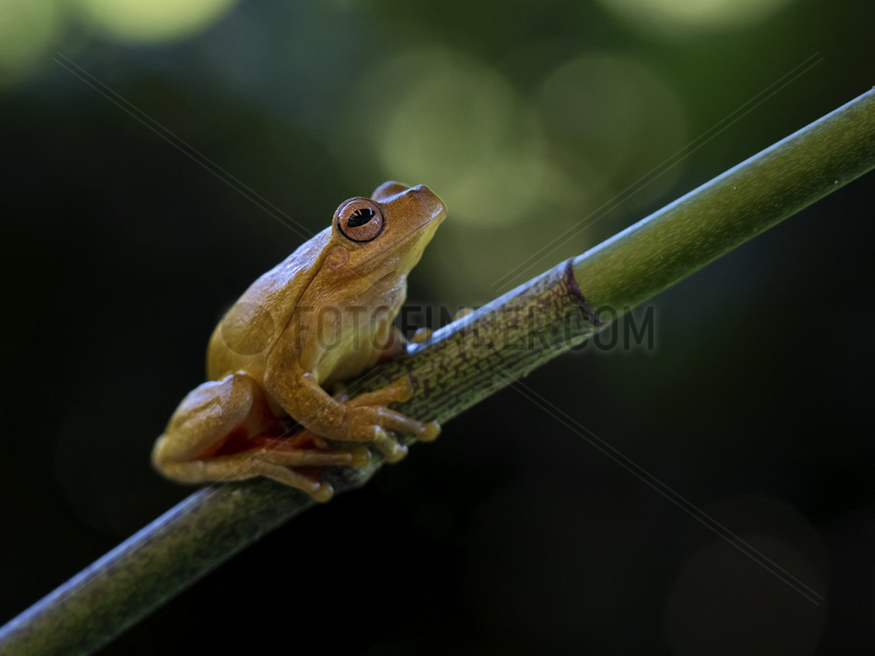 Tawny tree frog (Smilisca puma),  Costa Rica,  October
